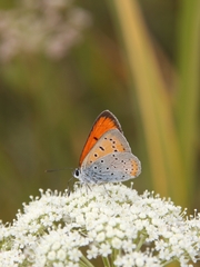 Lycaena dispar