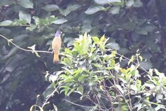 Spizixos semitorques