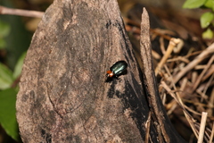 Chrysomeloidea