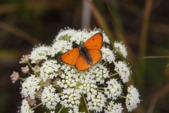 Lycaena dispar