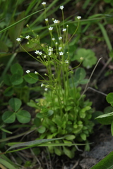 Androsace filiformis