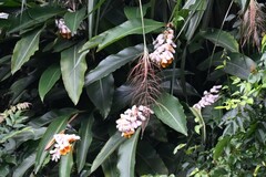 Alpinia