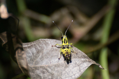 Acrididae