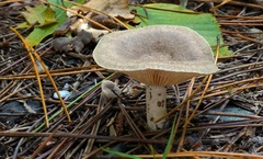 Lactarius hibbardiae