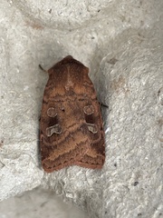 Diarsia rubi
