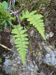 Dryopteris woodsiisora