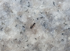 Dolichoderus sibiricus