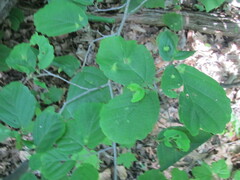 Hamamelis