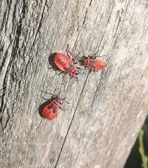 Pyrrhocoris apterus