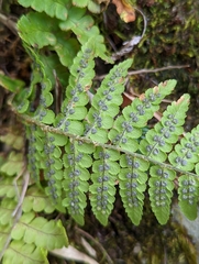 Dryopteris woodsiisora