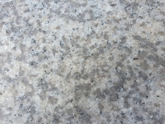 Dolichoderus sibiricus