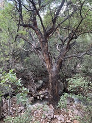 Arbutus arizonica