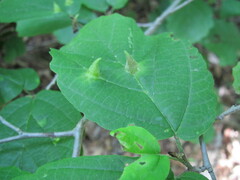 Hamamelis