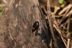 Chrysomeloidea