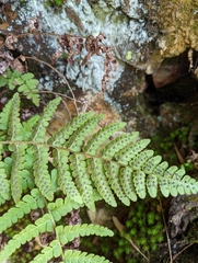 Dryopteris woodsiisora