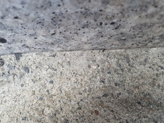 Dolichoderus sibiricus