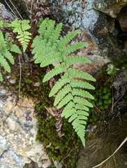 Dryopteris woodsiisora