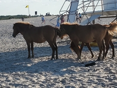Equus caballus