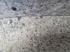 Dolichoderus sibiricus