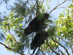 Calyptorhynchus lathami