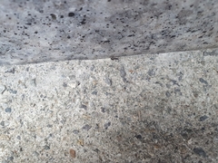 Dolichoderus sibiricus