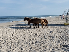 Equus caballus