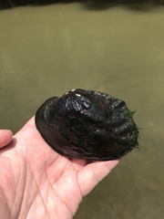 Arcidens confragosus