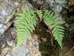 Dryopteris woodsiisora