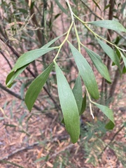 Acacia longifolia