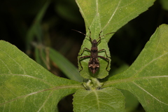Alydidae