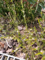 Myrtaceae