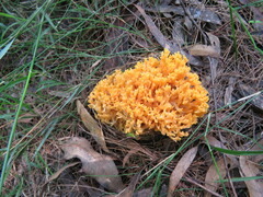Ramaria capitata