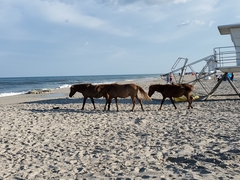 Equus caballus