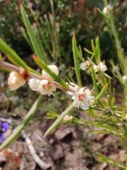 Myrtaceae