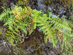 Dryopteris costalisora