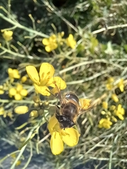 Eristalis tenax