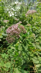 Eupatorium cannabinum