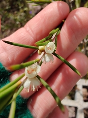 Myrtaceae