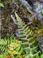 Dryopteris costalisora