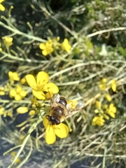 Eristalis tenax