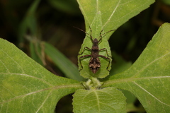 Alydidae