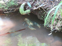 Euastacus sulcatus