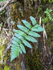 Dryopteris costalisora