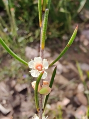 Myrtaceae