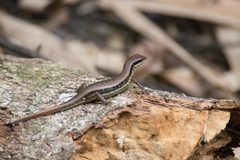 Sphenomorphus maculatus