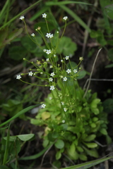 Androsace filiformis