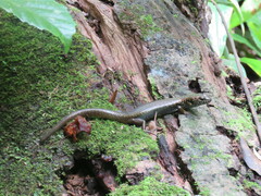 Silvascincus murrayi