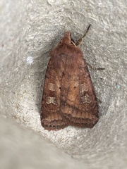 Diarsia rubi