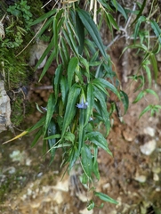 Tripterospermum lanceolatum