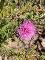 Myrtaceae